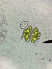 Desmidiaceae