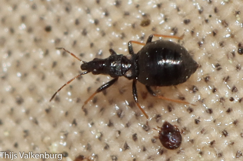 Loricula
