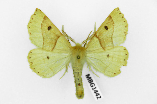 Scalloped Oak