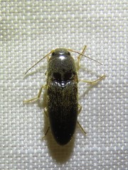 Conoderus falli