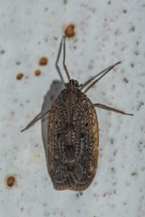 Faventilla pustulata