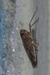 Faventilla pustulata