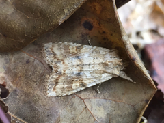 Lithophane bethunei