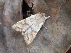 Lithophane bethunei