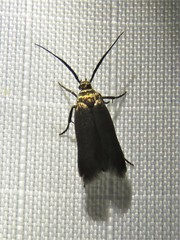 Scythris fuscicomella