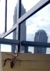 Acanthocephala declivis