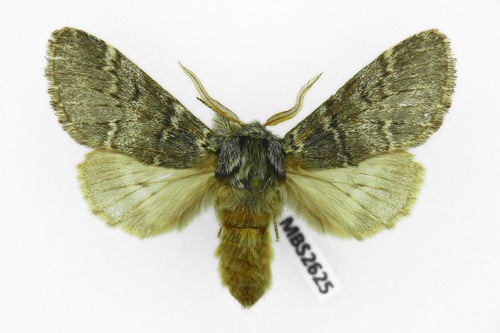 Lunar Marbled Brown