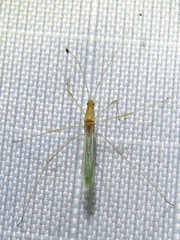 Metacanthus multispinus