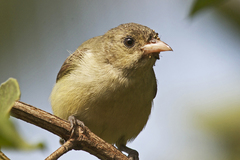 Dicaeum erythrorhynchos