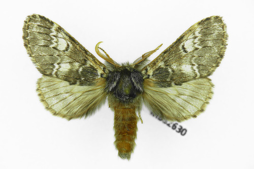 Lunar Marbled Brown