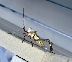 Acanthocephala declivis