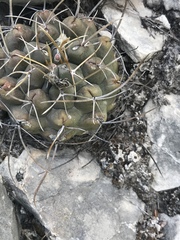Thelocactus hexaedrophorus