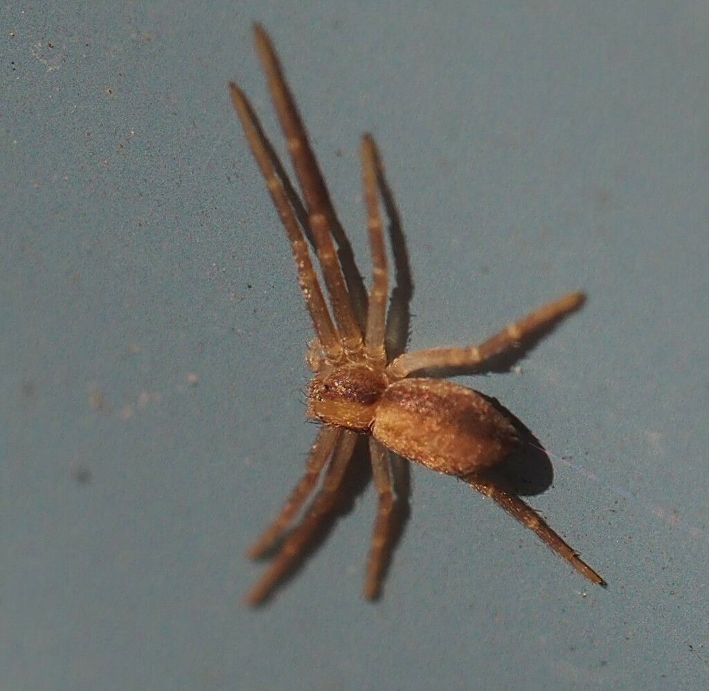 White-striped Running Crab Spider from 312 Burr Oak St, Albion, MI ...