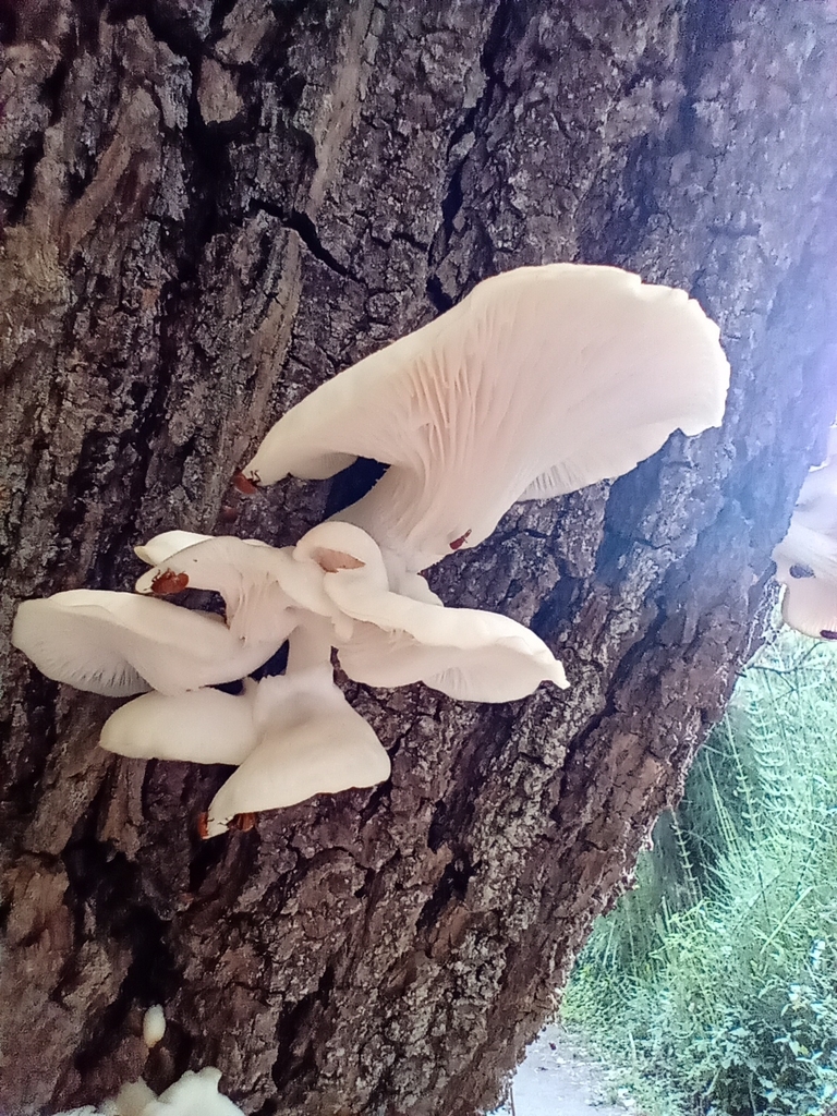 Pleurotus albidus · March 2023 · photo: © gonsaro (iNaturalist, cc-by)
