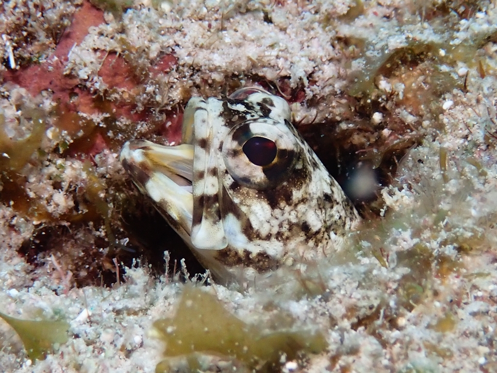 Mottled Jawfish