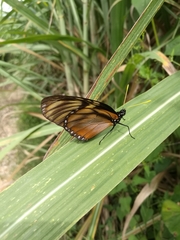 Lycorea ilione albescens