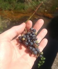 Vitis berlandieri