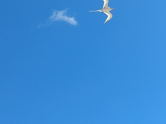 Phaethon lepturus catesbyi