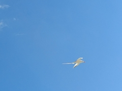 Phaethon lepturus catesbyi