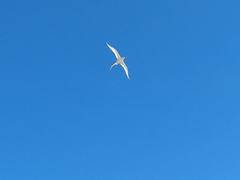 Phaethon lepturus catesbyi