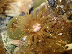 Isactinia olivacea