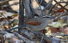 Tchagra australis