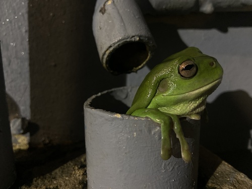 Green Tree Frog, J. F. O'Grady Memorial Park, Fairfield, QLD, AU, photo 7 of 10