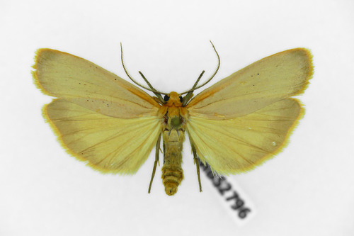 Buff Footman