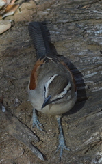 Tchagra australis