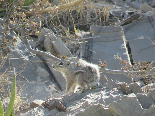 Texas Antelope Squirrel