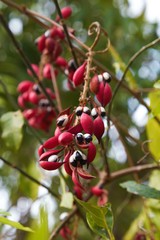 Paullinia pinnata