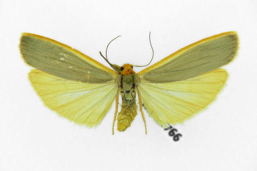 Scarce Footman Moth