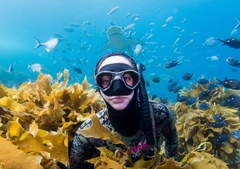 Carcharhinus brachyurus