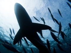 Carcharhinus brachyurus