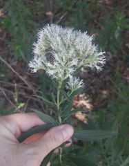 Brickellia eupatorioides texana