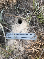 Oldfield Deermouse photo 4
