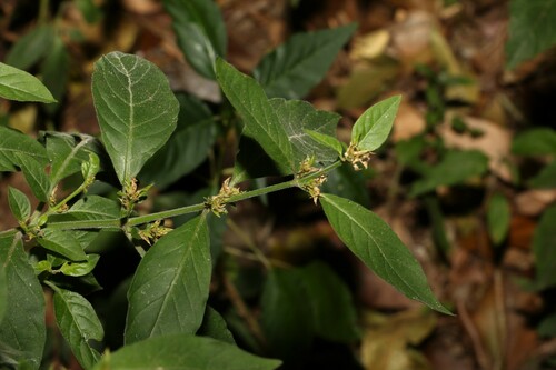Hypoestes floribunda (Hypoestes floribunda)