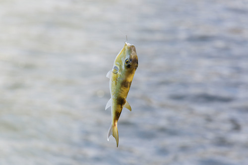 Lagocephalus lunaris