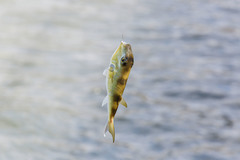 Lagocephalus lunaris