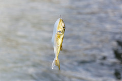 Lagocephalus lunaris