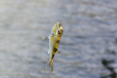 Lagocephalus lunaris