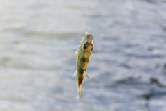 Lagocephalus lunaris