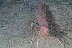 Deep-sea Prawn