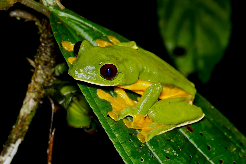 Gliding Leaf Frog