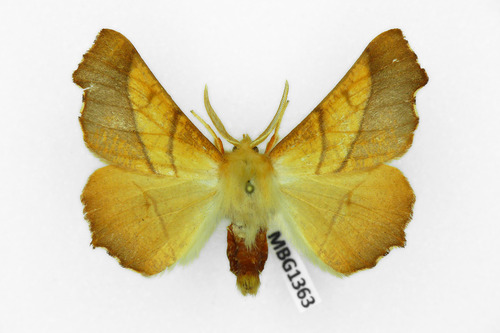 Dusky Thorn