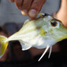 Yellowfin Tripodfish - Photo (c) Lek Khauv, some rights reserved (CC BY), uploaded by Lek Khauv
