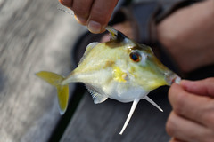 Tripodichthys angustifrons