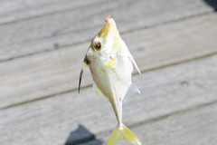 Tripodichthys angustifrons