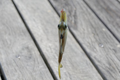 Tripodichthys angustifrons