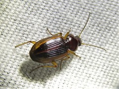 Agonum pallipes